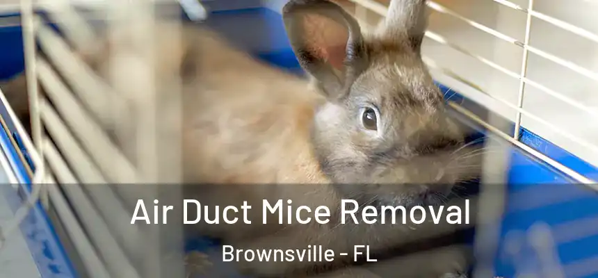 Air Duct Mice Removal Brownsville - FL